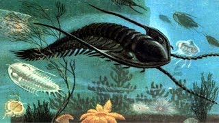 First Animals Of The Story This Finding Could Clarify Transitional Enigmas Of Microbes On Earth.