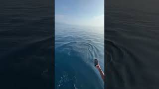 Pod of Dolphins Swimming Alongside Speed Boat