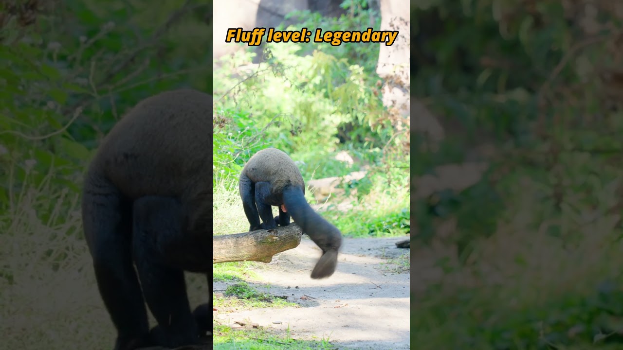 Fluff level: Legendary 