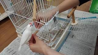 白文鳥 マロ ＃668 ちゃんと拭けてますか～？ 20211028