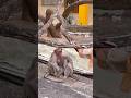 Monkey love.
