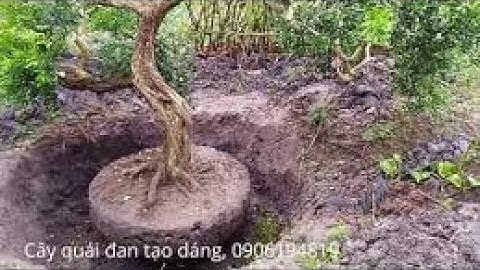 Những cây cảnh đẹp tự nhiên trong vườn nguyệt quế 1000 cây