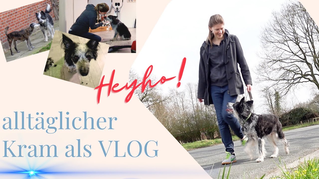 spielende Hunde, Kaszah scheren was gibt's Tolleres?! :D