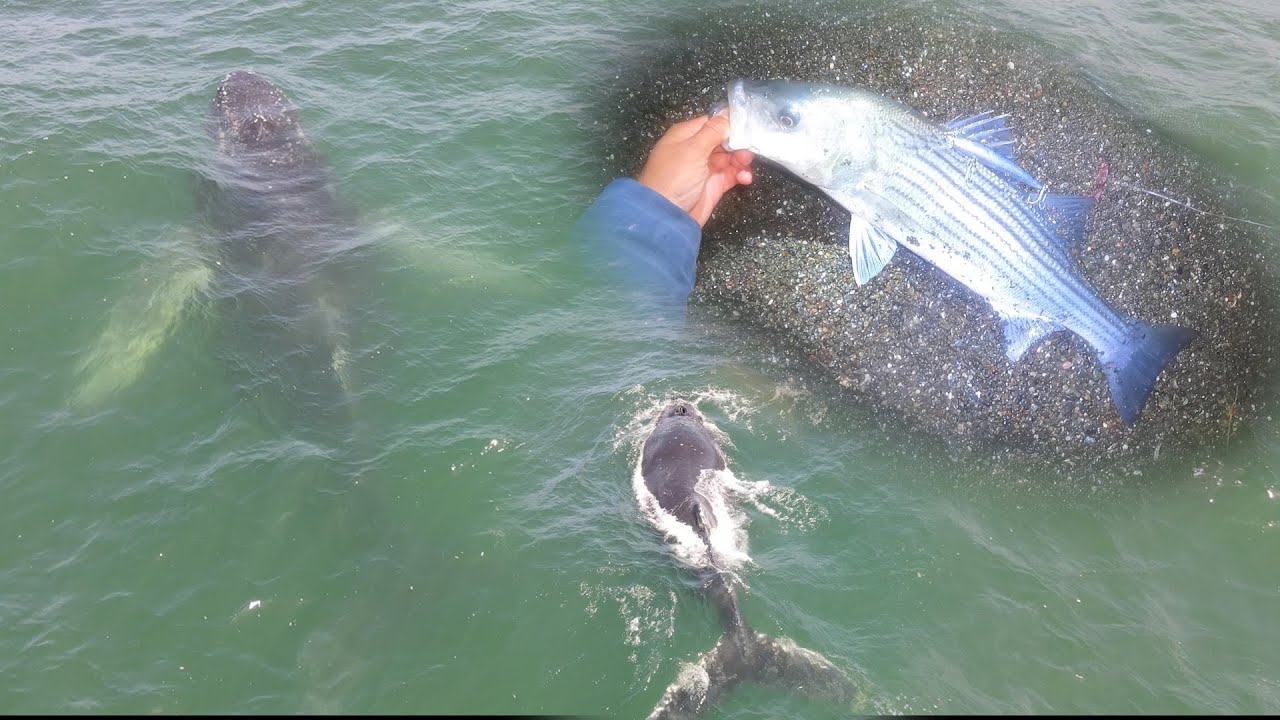 AMAZING Whale Drone Footage and Night Striper Fishing - YouTube