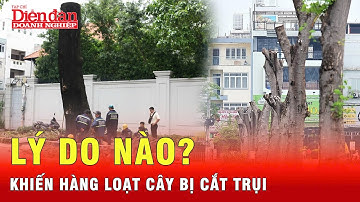 Điều gì đang xảy ra? Khi hàng loạt cây xanh ở TP HCM bị cắt trụi | Tin tức 24h