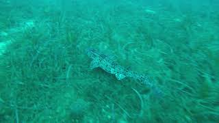 Ayavalık açıkarında karşılaştığım köpek balığı