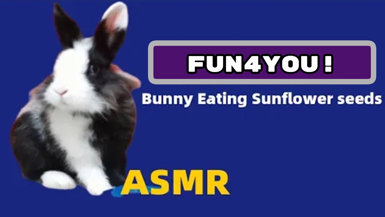 Bunny Eating | Sunflower Seeds | ASMR