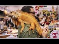 Part 1 South American Red Iguana Giant Lizard 美洲蜥蜴紅鬣蜥 一種生活在樹上的大型南美洲蜥蜴 吃素動物 性情溫馴 拯救遺棄寵物中心 RCAP