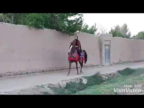 سوارکاری خانم غضنفرنیا با اسبی به نام پهلوان