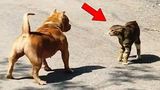 El Gato Más Valiente Captado en Cámara Derrotando a Perros - Animales Divertidos by TOP MAS 2,253,928 views 8 months ago 8 minutes, 4 seconds