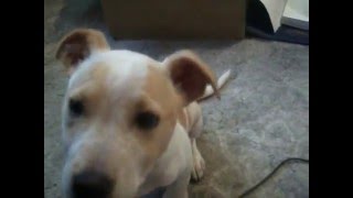 Dog Rescue Newcastle ODI
