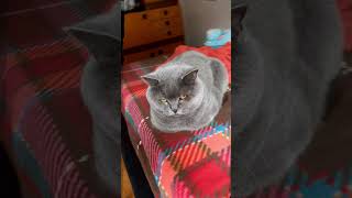 Is your cat a perfect loaf? 🐱🍞