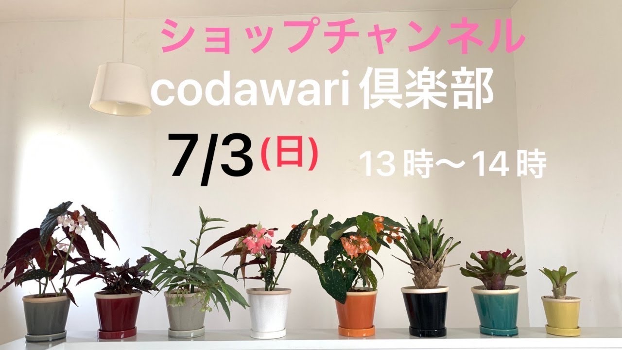 暑い夏にはタンクブロメリア - YouTube
