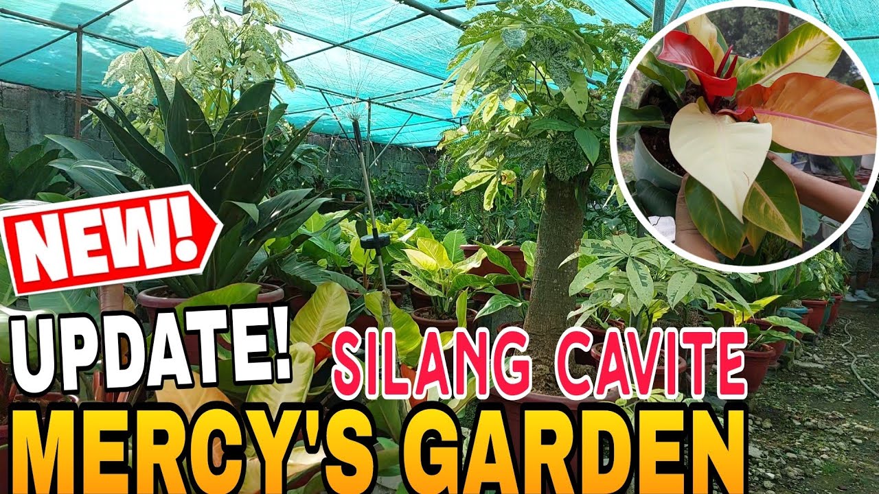 GARDEN TOUR || LEGIT GIANT PLANTS! SILANG CAVITE #plants #garden #plantitosandplantitas