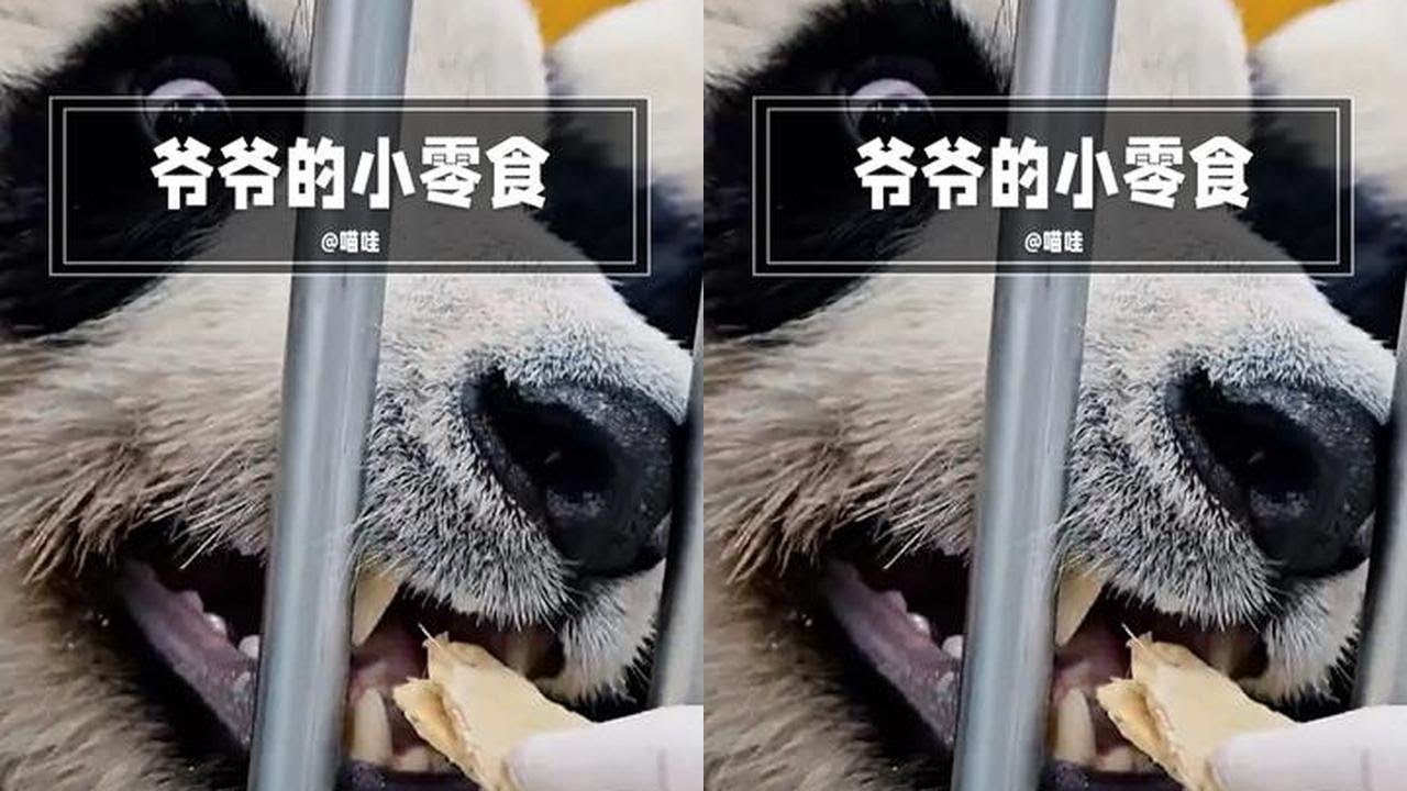 宋爷爷给竹子片，让睿宝辉宝当薯片吃 #睿宝辉宝