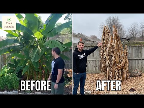 Video: Oorwinterende piesangplante - Leer hoe om 'n piesangboom oor die winter te hou