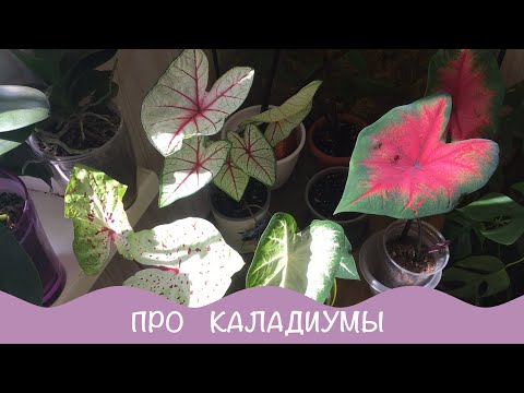 Видео: Каладиум (33 снимки): грижа за цвете у дома, описание на растителни видове. Правила за отглеждане на каладиум на открито