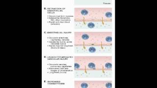 Increased vascular permeability