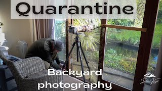 Backyard bird Photography during quarantine - Sony 200-600