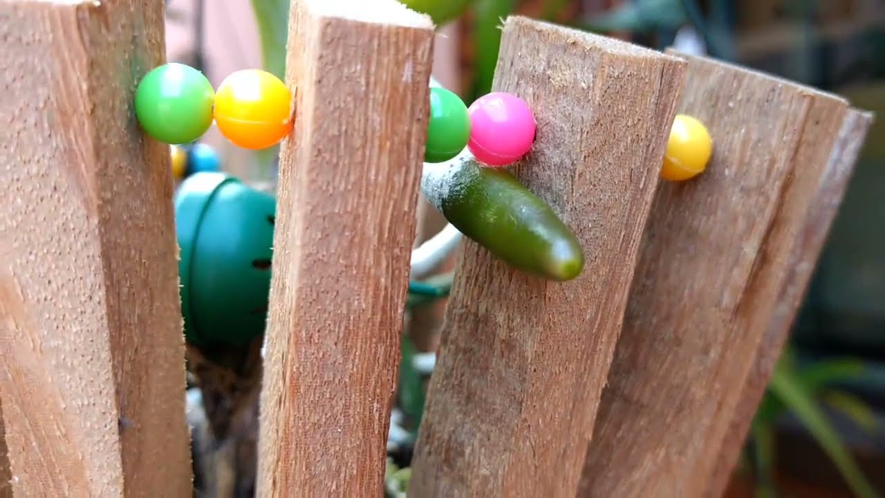 Cultivo de Vandas