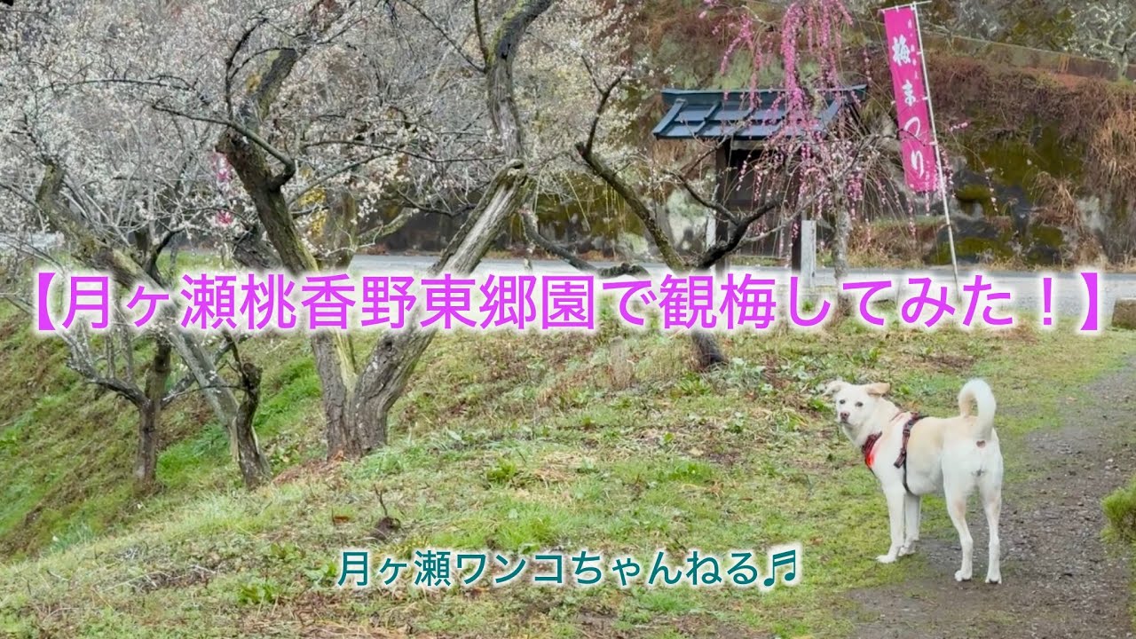 月ヶ瀬桃香野・東郷園の梅をご紹介(^^)