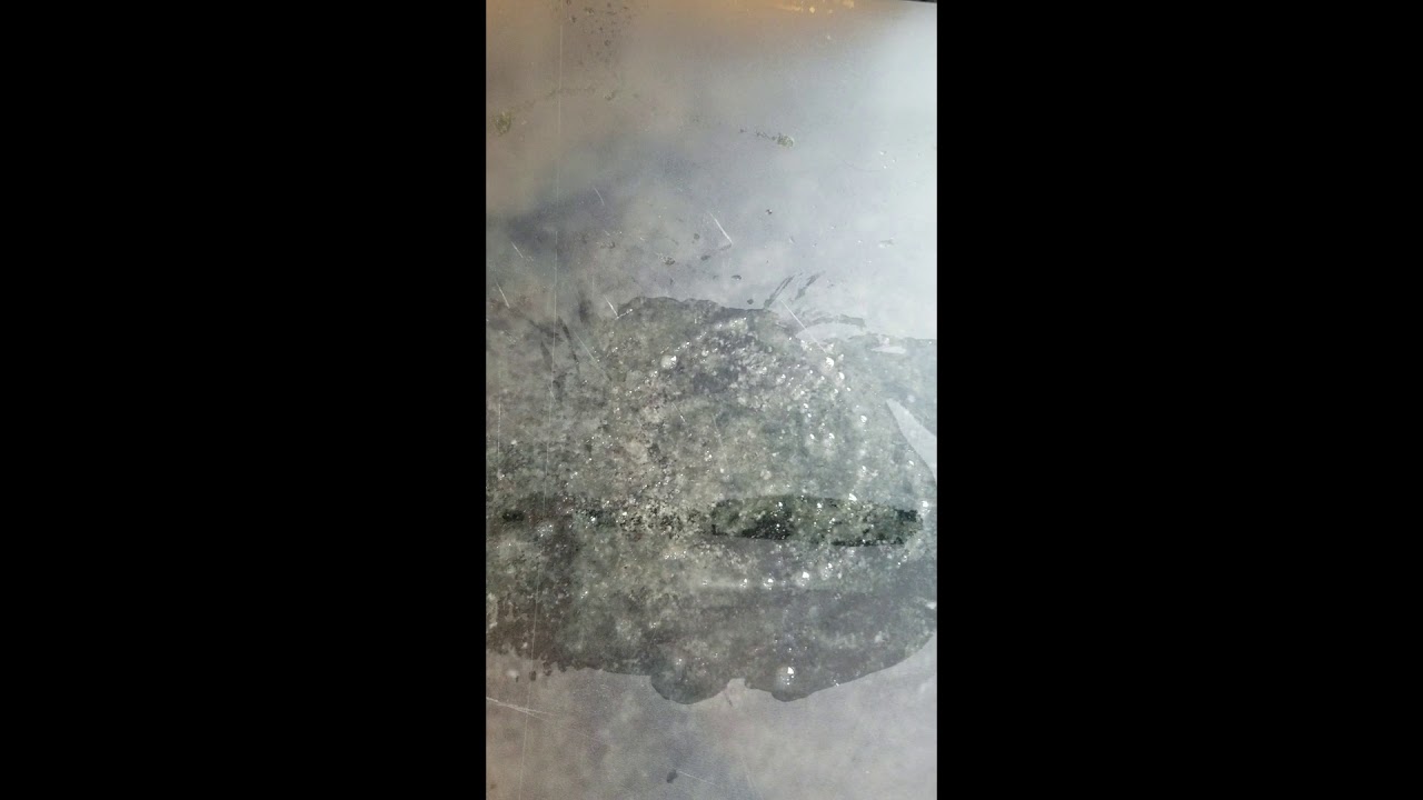 All-American STINK and GULP