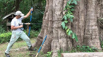 Sampling 12 mm cores from big teak trees using Smartborer (do this at your own risk)