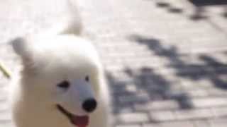 Belyi Zhemchug Udjinn Prince Of The Kingdom Of Snow