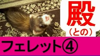 フェレット④殿（との）　ferret