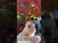 ぽんちゃんのママに2年ぶりに再会‼️ #dog