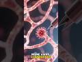 Your Brain Eats Itself  #shorts #shortvideo #brain #eats #itself