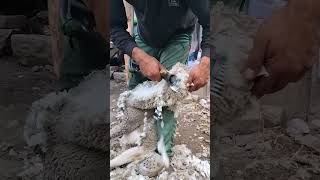 sheep shearing kashmir Bandipora support me more #animals #hardworkworks #sheepshearing #sheepfarmer