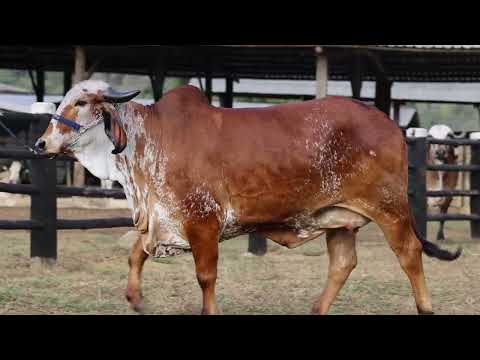 LOTE 07 - MCGG 1295