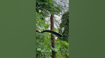 Tôi làm con rựa phát rẫy bằng thép vòng bi xe tăng chặt cây như chặt chuối vậy