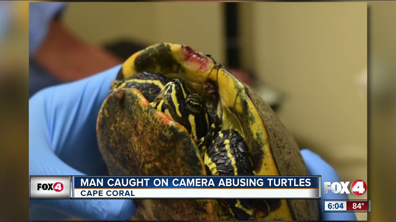 Man reportedly throws and kicks turtles in Cape Coral, investigation