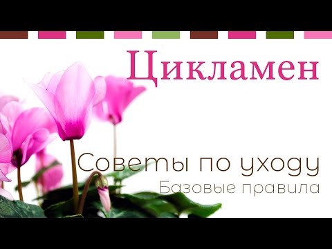 №17. Цикламен. Основные