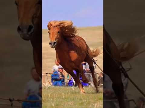 Video: Pinto Horse