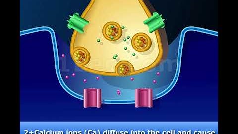 Chemical Synapse