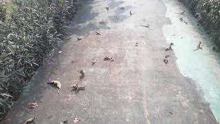 Makam Masal Dan Tugu Peringatan Korban Kerusuhan Tragedi Mei 1998,Jakrta