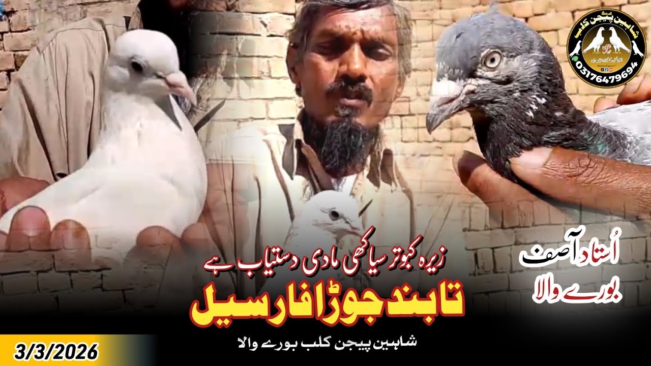 Zeera Kabotar Siakhi Madi | Ta Band Joda For Sale 3/3/2026 | Shaheen Pigeon Club Burewala 