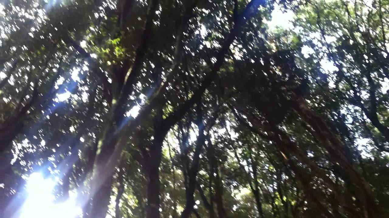 Hermoso bosque de arrayan - YouTube