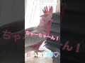 全力元気に『ハーイ❣️』　モモイロちゃーちゃん🍑🕊️ #喋る鳥 #小鳥のいる生活 #可愛い小鳥