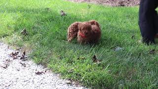 Mini Poodle Puppies For Sale
