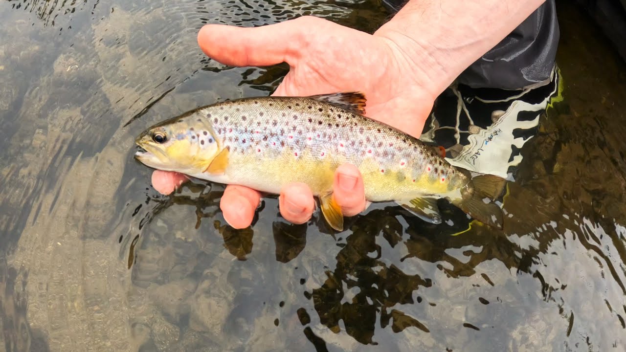La pêche des grosses truites sauvages