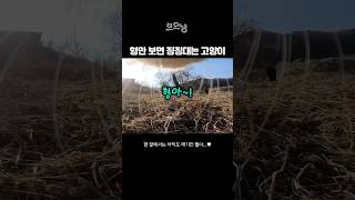 고양이는 평생 애기야