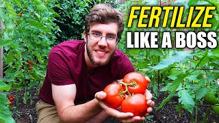 How to Fertilize Tomato Plants for a Dream Harvest!