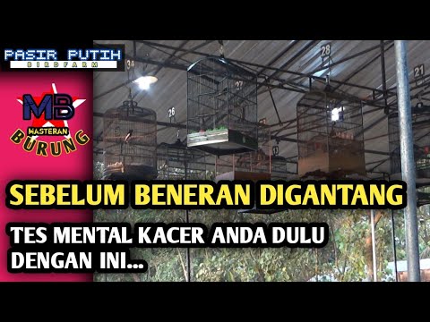 Suasana gantangan Kacer , simulasi lomba burung Kacer untuk melatih mental sebelum gantang