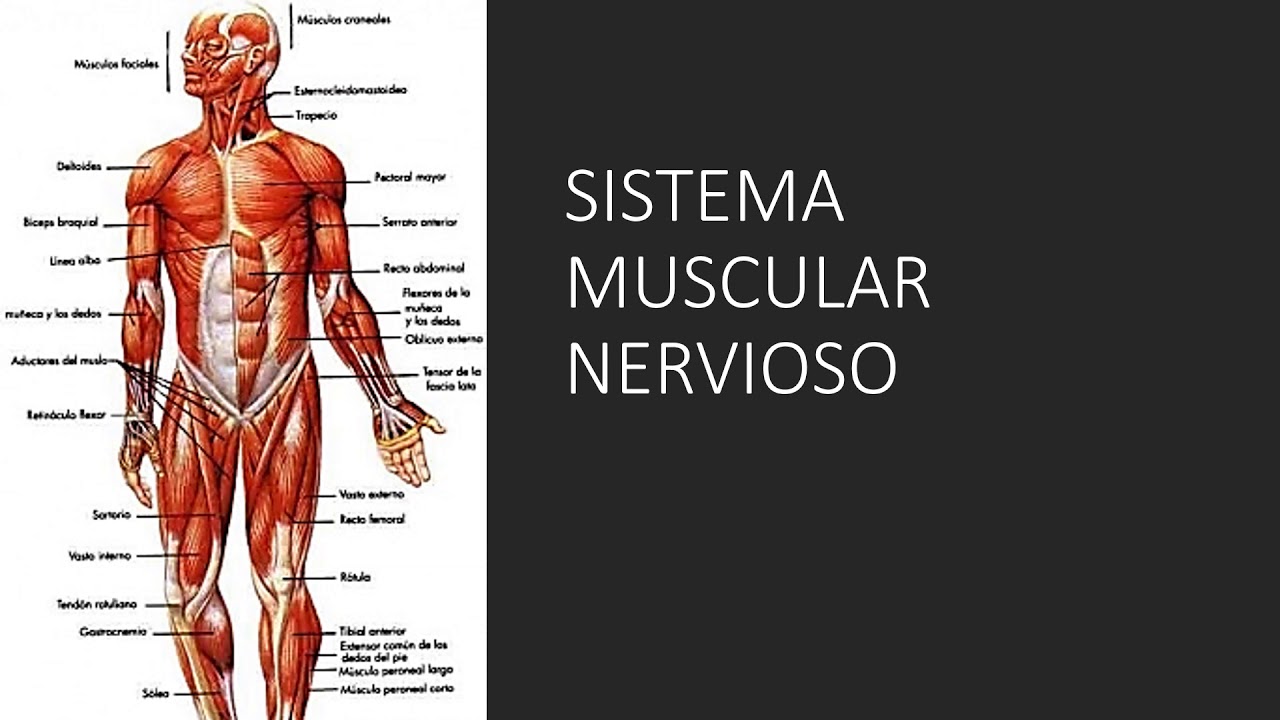 Generalidades Del Sistema Oseo Muscular Y Nervioso Youtube Images