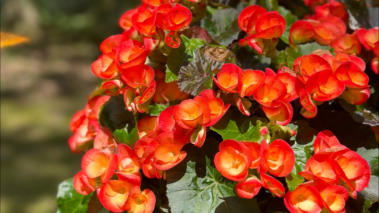 April showers bring May flowers! YouTube