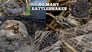 Finding BEAUTIFUL little rattlesnakes! Massasaugas, foxsnake, and more!